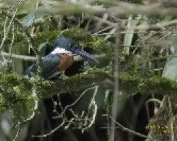 Chloroceryle amazona Macho