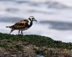 Ruddy Turnstone - Breeding