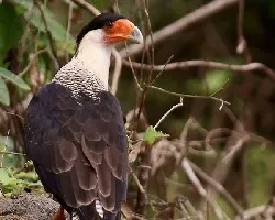 Crested Caracara