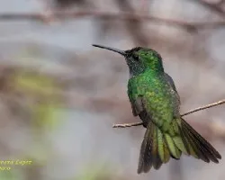 Mangrove Hummingbird