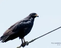 Mangrove Black-Hawk