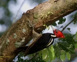 Pale-billed Woodpecker