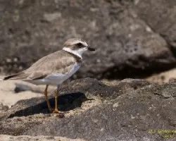 Semipalmated Plover
