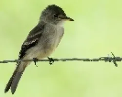 Eastern Wood-Pewee