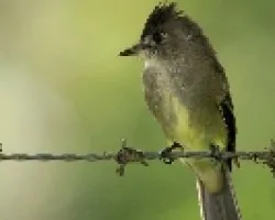 Tropical Pewee