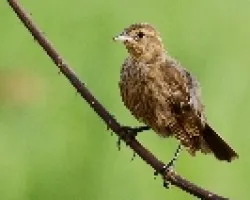 Red-winged Blackbird - Female