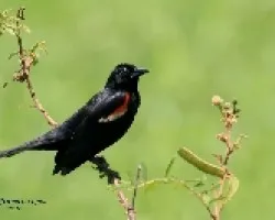 Red-winged Blackbird - Macho