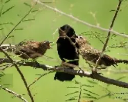 Red-winged Blackbird - Macho y Pichones