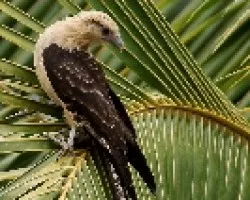 Yellow-headed Caracara