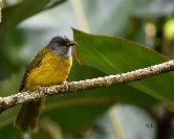 Gray-headed Tanager
