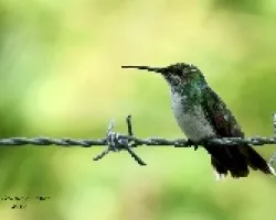 Mangrove Hummingbird