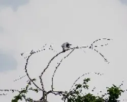 White-tailed Kite