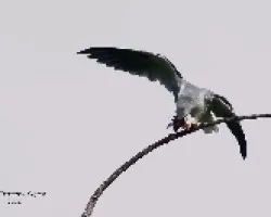 White-tailed Kite