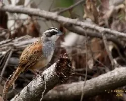 Stripe-headed Sparrow