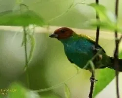 Bay-headed Tanager