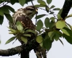 Buteo nitida