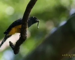 Violaceous Trogon