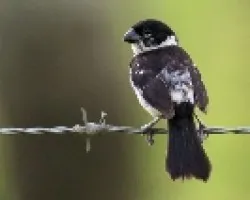 White-collared Seedeater