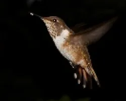 Scintillant Hummingbird