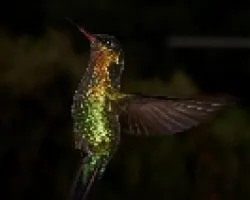 Fiery-throated Hummingbird