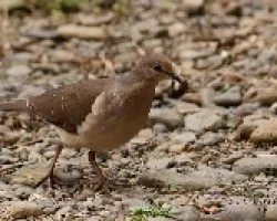 White-tipped Dove