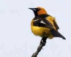Spot-breasted Oriole