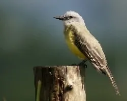 Tropical Kingbird