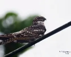 Chordeiles acutipennis