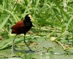 Northern Jacana