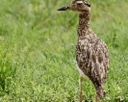 Double-striped Thick-Knee