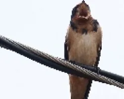 Barn Swallow