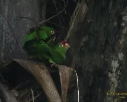 Apareo de pericos