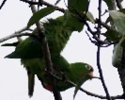 Pareja de pericos