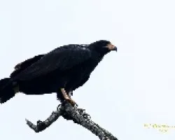 Mangrove Black-Hawk