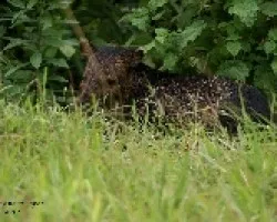 Collared Peccary