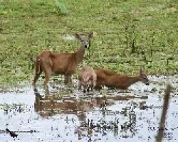 White-tailed Deer