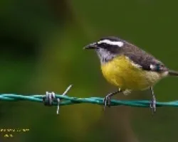 Bananaquit
