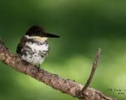 Green Kingfisher