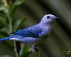 Blue-gray tanager
