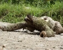 Bradypus variegatus
