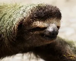 Bradypus variegatus