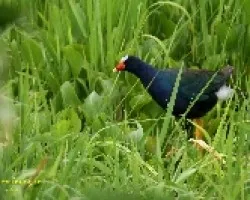 Purple Gallinule