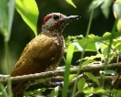Golden-olive Woodpecker