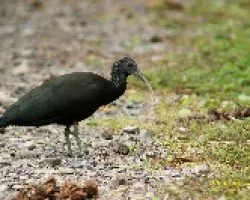 Green Ibis