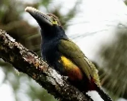 Yellow-eared Toucanet