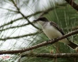 Eastern Kingbird