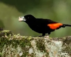 Cherrie's Tanager