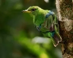 Green Honeycreeper
