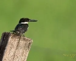 Chloroceryle americana