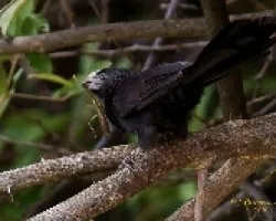 Groove-billed Ani